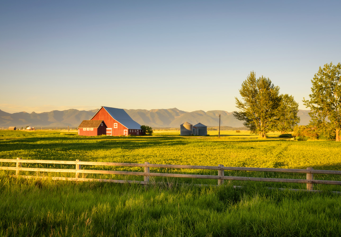 News - Maple Lodge Farms